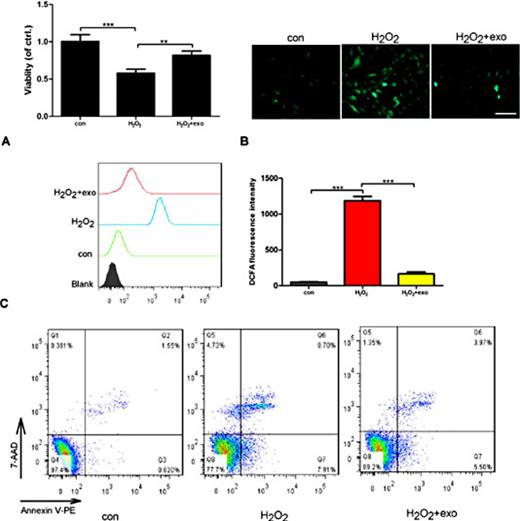 Fig. 4. MSC-derived exosomes enhanced H9C2 cell viability and reduced the cell apoptosis and ROS production induced by H2O2. Three groups were studied: control cells; cells exposed to H2O2 (500 µM) for 12 h; and cells co-cultured with exosomes (10 µg/ml) for 12 h prior to exposure to H2O2 (500 µM) for 12 h. (A). Cell viability was assessed by CCK-8. (B-C). ROS production was measured by fluorescence microscopy and FCM. (D). H9C2 cell apoptosis was tested by FCM. Each bar represents the mean±SD of three independent experiments. Transverse line=100µm. exo=exosomes. *P<0.05; and ***P<0.001 compared to the control group.