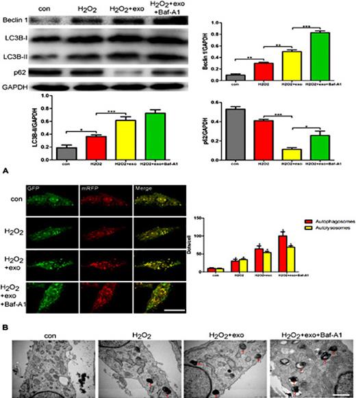 Fig. 5. MSC-derived exosomes increased the level of H9C2 cell autophagy. The four groups studied were as follows: control cells; cells exposed to H2O2 (500 µM) for 12 h; cells co-cultured with exosomes (10 µg/ml) for 12 h prior to exposure to H2O2 (500 µM) for 12 h; and cells co-cultured with exosomes (10 µg/ml) for 12 h prior to exposure to Baf-A1 for 1 h and then H2O2 (500 µM) exposure for 12 h. (A). LC3B, Beclin-1 and p62, were detected by WB. (B). Autophagosomes and autolysosomes were detected by tandem fluorescent mRFG-GFP-LC3 assay. *p<0.05 vs. the control group; #p<0.05 vs. the H2O2 group; and $p<0.05 vs. the H2O2 +exo group. C. Autophagosomes were measured by TEM in four groups. Each bar represents the mean±SD of three independent experiments. Transverse line=100µm. exo=exosomes.*P<0.05; and ***P<0.001 compared to the control group.