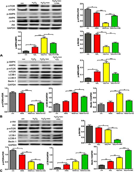 Fig. 6. MSC-derived exosomes regulate cell autophagy via AMPK/mTOR and Akt/mTOR signalling. (A).p-mTOR/mTOR, p-AMPK/AMPK and p-Akt/Akt were detected by WB in four groups: the control group, the H2O2 -only group, the H2O2+exosomes group, and the H2O2+exosomes+3-MA group. (B). p-AMPK/AMPK, p-mTOR/mTOR,LC3B and Beclin 1 were detected by WB in four groups: the control group, the H2O2-only group, the H2O2+exosomes group, and the H2O2+exosomes+CC group.(C). p-Akt/Akt, p-mTOR/mTOR,LC3B and Beclin 1 were detected by WB in four groups: the control group, the H2O2-only group, the H2O2+exosomes group, and the H2O2+exosomes+Akti group. Each bar represents the mean±SD of three independent experiments. exo=exosomes. *P<0.05; and ***P<0.001 compared to the control group.