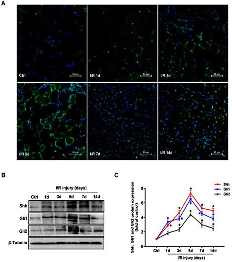 Fig. 1. The Shh signaling pathway was activated following skeletal muscle I/R injury. (A) Immunofluorescence staining was used to detect Shh expression (green) in uninjured skeletal muscle and in skeletal muscle 1, 3, 5, 7 and 14 days post-I/R injury; nuclei were labeled with DAPI (blue). Scale bars, 50 µm. n=5/group. (B and C) Western blotting was performed to estimate the protein expression of Shh, Gli1 and Gli2 in skeletal muscle 1, 3, 5, 7 and 14 days post-I/R injury; muscle from the uninjured contralateral limb served as the internal control. n=3/group. All data are presented as the mean ± SEM; * indicates a statistically significant difference between each I/R group and the control group (p < 0.05).
