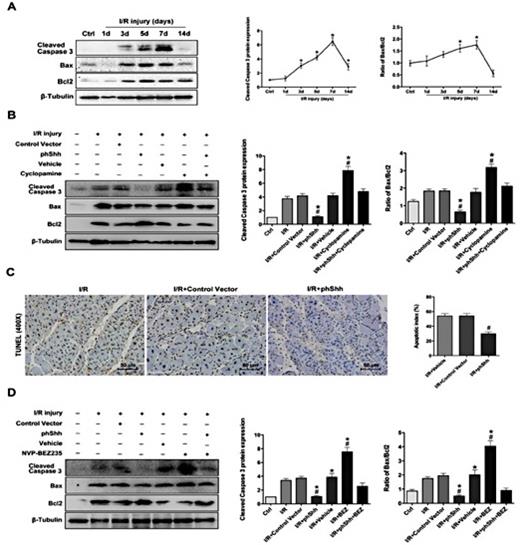 Fig. 7. phShh treatment exerted an anti-apoptotic effect following skeletal muscle I/R injury. (A) The time-course expression of Cleaved Caspase 3, Bax and Bcl2 after 3 hours of unilateral hindlimb ischemia and 1, 3, 5, 7, or 14 days of reperfusion were estimated with western blotting. n=3/group. * indicates a statistically significant difference between each I/R group and the control group (p < 0.05). (B) phShh treatment was used to over-express Shh, and/or cyclopamine treatment was used to inhibit the Shh pathway. Then, the expression of Cleaved Caspase 3 protein, and the ratio of Bax/Bcl2 in skeletal muscle 7 days after I/R injury were estimated by western blotting. n=3/group. # indicates a statistically significant difference between the I/R+phShh group and the I/R+control vector group, * indicates a statistically significant difference between each I/R group and the I/R+phShh+cyclopamine group (p < 0.05). (C) TUNEL staining was used to examine the apoptosis of muscle cells in the phShh-treated and control vector-treated skeletal muscle 7 days after I/R injury. In addition, the apoptotic index was used to quantify the level of apoptosis. n=3/group. (D) phShh treatment was used to over-express Shh, and/or NVP-BEZ235 treatment was used to inhibit the AKT/mTOR/p70S6K pathway. Then, the expression of cleaved caspase-3 protein and the ratio of Bax/ Bcl2 in skeletal muscle 7 days after I/R injury were estimated by western blotting. n=3/group. * indicates a statistically significant difference between each I/R group and the I/R+phShh+NVP-BEZ235 group (p<0.05). All data are presented as the mean ± SEM.