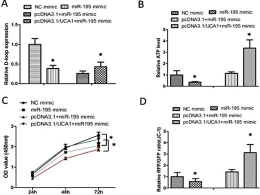 Fig. 4. UCA1 promotes mitochondrial function by depressing miR-195 in BC cells. (A) Relative D-loop expression of UMUC2 cells after transfected with miR-195 mimic, NC mimic, pcDNA3.1+ miR-195 mimic and pcDNA3.1/UCA1+ miR-195 mimic. (B) Relative ATP level in different groups, including miR-195 mimic, NC mimic, pcDNA3.1+ miR-195 mimic and pcDNA3.1/UCA1+ miR-195 mimic. (C) Cellular growth viability of UMUC2 cells after transfected with miR-195 mimic, NC mimic, pcDNA3.1+ miR-195 mimic and pcDNA3.1/UCA1+ miR-195 mimic. (D) Mitochondrial membrane potential (JC-1) in different groups, including miR-195 mimic, NC mimic, pcDNA3.1+ miR-195 mimic and pcDNA3.1/UCA1+ miR-195 mimic). *P<0.05.