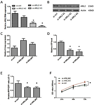 Fig. 5. The effect of ARL2 on mitochondrial function in vitro. (A) Relative ARL2 mRNA levels after treated with small interfering RNAs against ARL2 in cell line 5637 was verified by real-time PCR. (B) Relative expression levels of ARL2 protein after treated with si-ARL2 in 5637 cells was determined by western blotting. (C) Relative mtDNA copy number in 5637 cell lines after knockdown of ARL2. (D) Relative ATP production when ARL2 was silenced. (E) Mitochondrial membrane potential analyzed by JC-1 fluorescent probe (shown as RFP/GFP ratio) after knockdown of ARL2. (F) Cellular growth viability after suppression of ARL2 expression in 5637 cells. *P<0.05.