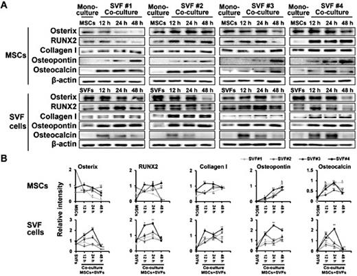 Fig. 3. Time-dependent differential regulation of osteogenic markers in mono-cultured or co-cultured MSCs with SVF cells as determined by Western blot analysis (A). Band intensity was measured as area density and analyzed in ImageJ (B). Relative intensity levels indicate protein levels normalized to β-actin levels. The data are representative of two independent experiments. Significant differences among the co-culture groups and the mono-culture group were determined via ANOVA, with p values indicated as *p<0.05 and **p<0.01.