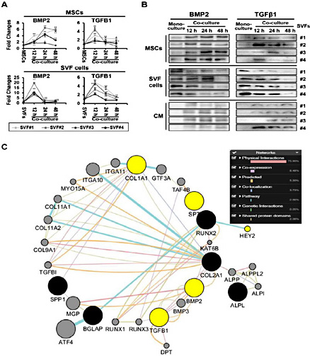 Fig. 4. Time-dependent differential regulation of osteogenic differentiation-inducible genes/proteins in mono-cultured or co-cultured MSCs with SVF cells as determined by qRT-PCR (A), Western blot analysis (B), and network analysis (C). The five yellow circles indicate predicted targets associated with stem cell differentiation. All qPCR values are shown as the normalized target gene expression level (fold change; 2-∆∆Ct) relative to GAPDH transcript levels. The data are representative of three independent experiments. Significant differences between the co-culture groups and the mono-culture group were determined via ANOVA, with p values indicated as *p<0.05 and **p<0.01.
