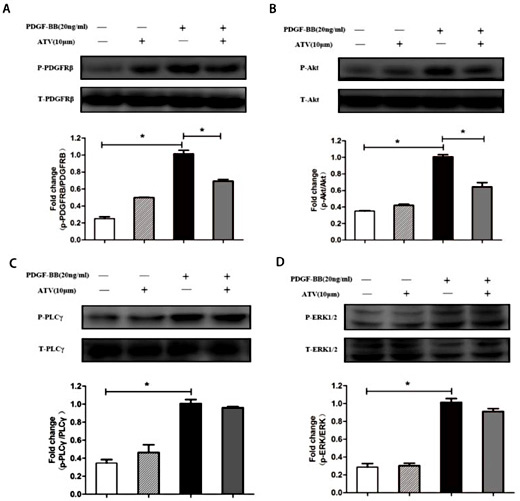 Fig. 6. Atorvastatin calcium inhibits the activation of PDGF-Rβ signaling and Akt signaling pathways. VSMCs were pre-cultured in the presence or absence of ATV in serum-free medium for 30min, and then stimulated with 20ng/mL PDGF-ββ for 5min for the phosphorylation of PDGFRβ, (PLC)-γ1 and (ERK) 1/2, or 15min for Akt phosphorylation. Quantification of normalized densities for PDGFRβ, (PLC)-γ1, (ERK) 1/2 and Akt was shown. The graphs represent the relative activity of these kinases for three independent experiments. (A): PDGFRβ phosphorylation; (B): Akt phosphorylation; (C): (PLC)-γ1 phosphorylation; (D): (ERK) 1/2 phosphorylation. ∗P< 0.05 compared with nonstimulated controls; #P< 0.05 compared with 20ng/mL PDGF-ββ-treated controls.