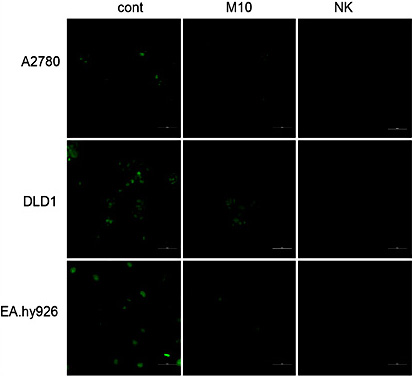 Fig. 10. Determination of ROS in A2780, DLD1 and EA.hy926 cells in response to the melatonin treatment as determined by the fluorescent microscopy using CellROX Green reagent. Intensity of green fluorescence indicates amount of ROS. cont – untreated control, M10 – melatonin treatment (final concentration 10 µM) for 24 h, NC – negative control. Bar represents 50 µm.