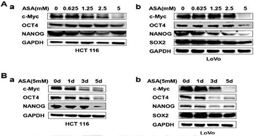 Fig. 3. Aspirin suppresses the expression of stemness factors.(A-B) HCT116 and LoVo cells were treated with various concentrations of ASA for 48 h (A) and with 5 mM ASA for 1, 3 or 5 days (B). The lysates were subjected to western blotting to determine the expression levels of c-Myc, OCT4, SOX2 and NANOG. GAPDH served as the loading control.