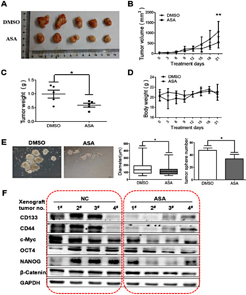 Fig. 4. Aspirin inhibits xenograft tumor growth and stemness of colorectal cancer. (A) Nude mice were treated with vehicle or ASA (100 mg/kg, intragastric administration, q.d.) for 21 days. Tumors were removed from 5 mice in each group. (B) Tumor growth curves were monitored during the experimental period (n=5). All data are presented as the mean ± S.D. (n=5) ( * * p < 0 . 0 1 , Student’s t test). (C) Tumor weights were measured. All data are presented as the mean ± S.D. (n=5) (*p<0.05, Student’s t test). (D) The body weights were monitored and plotted versus time. All data are presented as the mean ± S.D. (n=5). (E) Representative images of sphere formation of primary culture cells after 7 days in culture showing sphere size and number. All data are presented as the mean ± S.D. (n=5) (*p<0.05, Student’s t test). (F) Protein lysates obtained from xenograft tumors were analyzed by western blotting to detect the expression levels of CD133, CD44, c-Myc, OCT4, NANOG and β-Catenin. GAPDH served as the loading control.