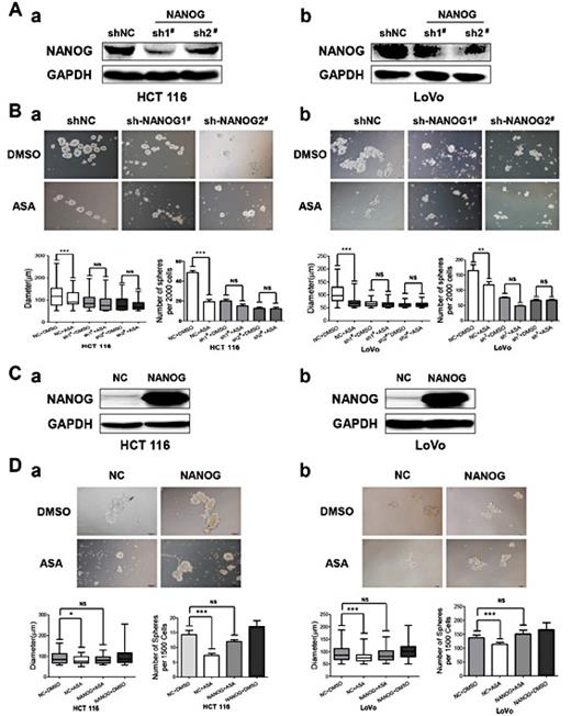 Fig. 5. Aspirin attenuates colorectal CSC properties by down-regulating NANOG. (A) NANOG knockdown was achieved through stable lentiviral-mediated short hairpin RNA interference (shRNA). NANOG protein expression levels in HCT116 (a) and LoVo (b) cells were measured by western blotting. GAPDH served as the loading control. (B) NANOG knockdown cells were incubated with ASA (2.5 mM) or DMSO for 7 days and photographed using an inverted microscope. The number and size of HCT116 (a) and LoVo (b) spheres are shown. The data are presented as the mean ± S.D. of three independent experiments (**p<0.01, ***p<0.001, Student’s t test). (C) NANOG was overexpressed in HCT116 (a) and LoVo (b) cells. NANOG protein expression was measured by western blotting. GAPDH served as the loading control. (D) Cells expressing pFLAG-CMV2-NANOG or vector were cultured with ASA (2.5 mM) or DMSO for 7 days and photographed using an inverted microscope. The number and size of HCT116 (a) and LoVo (b) spheres are shown. The data are presented as the mean ± S.D. of three independent experiments (**p<0.01, ***p<0.001, Student’s t test).