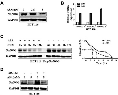 Fig. 6. Aspirin suppresses NANOG by decreasing its protein stability. (A) HCT116 cells were treated with increasing doses of ASA (from 0 mM to 5 mM) for 48 h and then subjected to western blotting. GAPDH served as the loading control. (B) The relative mRNA expression of NANOG in HCT116 cells treated with 0 or 5 mM ASA for 48 h. (C) NANOG protein levels were analyzed at different time points after treatment with cycloheximide (CHX) in the presence or absence of ASA. NANOG protein expression was determined by western blotting. GAPDH served as the loading control. (D) HCT116 cells were treated with DMSO or ASA (5 mM). Eight hours prior to harvesting, these cells were treated with DMSO or MG132. NANOG protein expression was determined by western blotting. GAPDH served as the loading control.