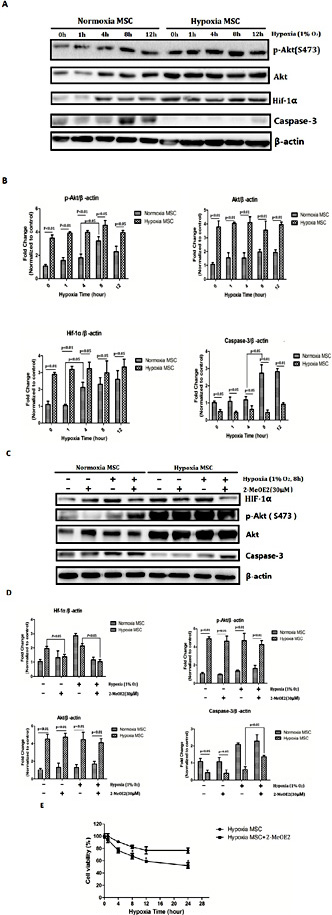 Hypoxia-Induced Mesenchymal Stromal Cells Exhibit an Enhanced ...