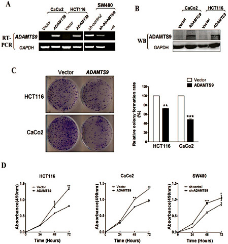 Fig. 2. ADAMTS9 inhibited cell proliferation in colorectal cancer cell lines. (A) The ectopic expression of ADAMTS9 in CaCo2 and HCT116 and knockdown of ADAMTS9 in SW480 were verified by RT-PCR. (B) The ectopic expression of ADAMTS9 in CaCo2 and HCT116 were verified by Western-Blot. (C) Representative colony formation assay of AD-AMTS9-expressing CaCo2 and HCT116 cell lines. (D) MTS assay for cellular proliferation of AD-AMTS9 overexpression and knockdown tumor cell lines. ***p <0.001, **p <0.01, *p <0.05.