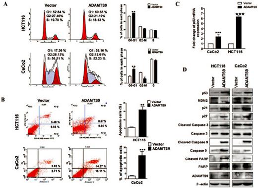 Fig. 3. ADAMTS9 induces G0/G1 cell cycle arrest and apoptosis of colorectal cancer cells. (A) Left: Representative distribution of cell cycles in CaCo2 and HCT116 cell lines. Right: Summary of flow cytometry data. Values are expressed as means ± SD from three experiments and the asterisks indicate statistical significance compared to controls. **p <0.01. (B) Left: Relative cell apoptosis rate was detected by flow cytometric analysis with AnnexinV-FITC and PI double staining. Right: Summary of flow cytometry data. Values are expressed as means ± SD from three experiments and the asterisks indicate statistical significance compared to controls. ***p <0.001. **p <0.01. (C) p53 level was evaluated in ADAMTS9 ectopic expressed colorectal cancer cell lines CaCo2 and HCT116 by quantitative real-time PCR. (D) Apoptosis related proteins were evaluated in vector- and ADAMTS9-infected cells by western blot, β-actin was used as an internal control.
