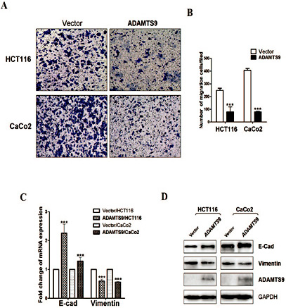 Fig. 4. ADAMTS9 suppresses epithelial-mesenchymal transition (EMT) and migration of CRC cells. (A) Representative images of transwell migration assays. The pictures were taken 48 h after seeding (magnification ×200). (B) The number of cells was counted in five representative high power fields per transwell, ***p <0.001. (C) Relative mRNA expression level by qRT-PCR of E-cadherin and vimentin in HCT116 and CaCo2 cells stably overexpressing AD-AMTS9 or control vector. Expression levels were normalized to GAPDH expression. ***p <0.001. (D) Western-Blot result of EMT associated protein E-cadherin and vimentin in vector- and AD-AMTS9-overexpressing cells; β-actin was used as a loading control.