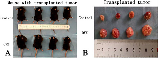 Fig. 1. Comparison of mice with transplanted tumours and the excised tumours. A: Typical pictures of mice with transplanted tumours in the control and ovariectomized groups. B: Typical pictures of excised tumours in the control and ovariectomized groups. Control: mice treated with partial bilateral fat pad removal near the ovary; OVX: ovariectomized, mice treated with bilateral ovary resection.