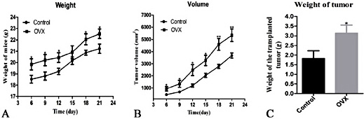 Fig. 2. Curves of mouse body weight and transplanted tumour volume and a comparison of transplanted tumour weight. The growth curves were generated based on the arithmetic mean of the weight or volume in each group. A. Curves of mouse body weight beginning at the 6th day after inoculation with the single cell suspension. B. Curves of the transplanted tumour volume. C. Transplanted tumour weight. Control: mice treated with partial bilateral fat pad removal near the ovary; OVX: ovariectomized, mice treated with bilateral ovary resection; *P<0.05, **P<0.01.