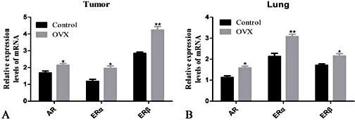 Fig. 3. Relative AR, ERα and ERβ mRNA expression levels in transplanted tumour and lung tissues from the control and OVX groups. Relative mRNA expression levels in transplanted tumour tissues from the two groups. B. Relative mRNA expression levels in lung tissues from the two groups. Control: mice treated with partial bilateral fat pad removal near the ovary; OVX: ovariectomized, mice treated with bilateral ovary resection; *P<0.05, **P<0.01.