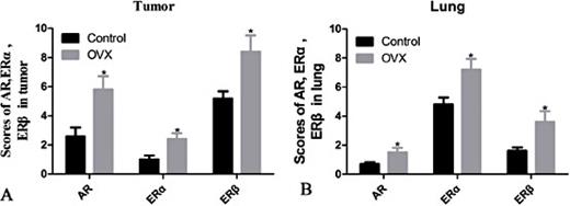 Fig. 6. AR, ERα and ERβ staining score by IHC analysis. The staining score was based on the staining intensity and the percentage of positively stained cells in transplanted tumour tissue (A) and lung tissue (B). Control: mice treated with partial bilateral fat pad removal near the ovary; OVX: ovariectomized, mice treated with bilateral ovary resection; *P<0.05.