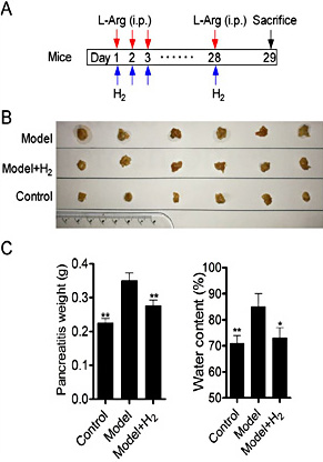 Fig. 1. Hydrogen mitigated edema in chronic pancreatitis mice. Time schedule (A), pancreas photographs (B), pancreas weight and water content (C) were designed and measured at 24 h after operation. *P<0.05 and **P<0.01 compared with model group.
