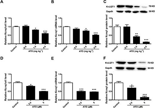 Fig. 2. Expression downregulation of lncRNA Kcnq1ot1 and Kcnq1 by arsenic trioxide (ATO) in vivo and in vitro. lncRNA Kcnq1ot1 (A), Kcnq1 mRNA (B) and KvLQT1 (C) expression in the myocardium of ATO-treated mice. lncRNA Kcnq1ot1 (D), Kcnq1 mRNA (E) and KvLQT1 (F) expression in ATO-treated neonatal mouse cardiomyocytes. *P<0.05 versus Control, **P<0.01 versus Control, ***P<0.001 versus Control; n = 3.