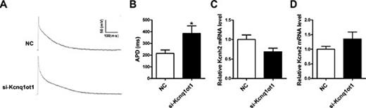 Fig. 4. Prolongation of action potential duration (APD) upon knockdown of endogenous Kcnq1ot1 by siRNA in neonatal mouse cardiomyocytes. (A) Representative cardiomyocyte action potential waveforms. (B) Action potential duration was prolonged after Kcnq1ot1 knockdown. (C) Kcnh2 mRNA expression was not changed after Kcnq1ot1 knockdown. (D) Kcne2 mRNA expression was not changed after Kcnq1ot1 knockdown. Gapdh served as an internal control. *P<0.05 versus NC. n = 4-5.