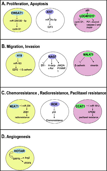 Fig. 1. lncRNAs in nasopharyngeal carcinoma (NPC). A. IncRNA EWSAT1 promotes growth of NPC cells in vitro through induction of cyclin D1 by ‘sponging’ miR-326/330-5p clusters. IncRNA XIST functions as an oncogene in NPC through up-regulating transcription factor E2F3 in part by ‘sponging’ miR-34a-5p. IncRNA LOC401317 is directly regulated by p53 and inhibits cell cycle progression by increasing p21 and decreasing cyclin D1 and cyclin E1 expressions, and promotes apoptosis through the induction of poly (ADP ribose) polymerase and caspase-3 cleavage. B. IncRNA H19 inhibits E-cadherin expression via the miR-630/EZH2 pathway resulting in controlling NPC. IncRNA NAG7 also called LINC00312) promotes NPC invasion through inhibition of estrogen receptor alpha and up-regulation of JNK2/AP-1/MMP1 pathways. Over-expression of IncRNA MALAT1 suppresses the expression of E-cadherin, promotes the expression of vimentin and enhances the proliferation, invasion, and metastasis of NPC cells. C. IncRNA NEAT1 regulates EMT phenotype and radio-resistance by modulating the miR-204/ZEB1 axis in NPC. The lncRNA-ROR complex promotes NPC chemo-resistance of NPC through targeting p53 pathways. However, LncRNA CCAT1 regulates the sensitivity of paclitaxel in NPC cells via miR-181a/CPEB2 axis. D. IncRNA HOTAIR promotes angiogenesis through GRP78-mediated upregulation of VEGFA and Ang2 expressions.