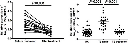 Fig. 8. Change in the levels of hsa_circRNA_001937 in response to therapy. The levels of hsa_circRNA_001937 were measured by qRT-PCR. Dot plot shows relative levels of hsa_circRNA_001937 in the same patients before and after completion of therapy (n = 20). Relative level of hsa_circRNA_001937 in healthy controls (n = 40), pulmonary TB naive patients (n = 20) and TB treated group (n = 20). The value between the healthy control and TB treated group is not significantly different.