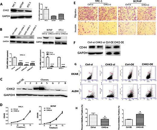 Fig. 2. The expression levels of CHK2 in human papillary thyroid cancer cell lines and the effect of CHK2 on the expression of CSC markers. (A) CHK2 protein expression in three human PTC cell lines. (B) PTC cells were transfected with CHK2-specific siRNAs and assayed for CHK2 expression by qRT-PCR and Western blot. TPC-1 cells were used to select the optimal siRNA for the silencing of CHK2. CHK2 levels were decreased between 80% and 90% when cells were transfected with CHK2-specific siRNA-2. CHK2 expression was significantly lower than when CHK2-specific siRNA-1 and CHK2-specific siRNA-1 were used, as demonstrated in BCPAP and KTC-1 cells. Thus, CHK2-specific siRNA-2 was used in our study (mean± SD; *** p<0.001). (C) The identification of clonal populations of BCPAP cells that stably overexpressed CHK2 by Western blot. From the 8 clones, clones 3 and 4 were identified as CHK2-OE, while clone 4 was selected for further study. (D) The effects of CHK2 silencing on PTC cell growth after 1, 2 and 3 days were assessed using a CCK-8 assay (mean± SD). (E) The migration and invasiveness of PTC cells were assessed after siRNA transfection. Cell migration was analyzed using Transwell membranes without Matrigel. Invasion was analyzed using Transwell membranes with Matrigel. (F) The effect of CHK2 on CD44 expression in BCPAP cells. (G) Representative dot plots of the ALDEFLOUR assay results. (H) Graph plot of ALDH-positive cells by ALDE-FLOUR assay (mean± SD; * p<0.05).