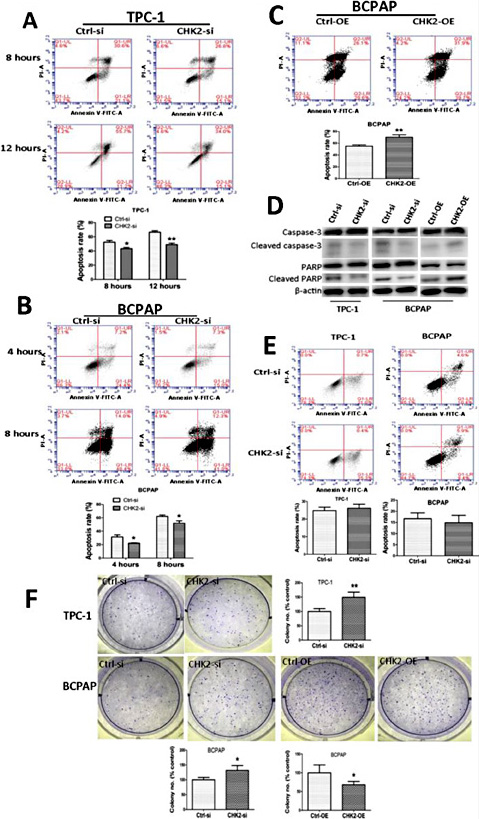 Fig. 3. CHK2 induces anoikis but has no effect on the apoptosis of adherent PTC cells. (A-D) Cells transfected with CHK2-siRNA or cells that stably overexpressed CHK2 were cultured in suspension for the indicated times and were then assayed for apoptosis by flow cytometry and WB. (A-C) Results of the Annexin V/PI staining by flow cytometry. (mean ± SD; *p<0.05, **p<0.01). (D) Markers of apoptosis were detected using WB. (E) PTC cells transfected with CHK2-siRNA were plated in a monolayer and grown in attached conditions for the apoptosis analysis as in (A-B). (F) Soft agar colony formation assays of cells in which CHK2 was silenced and of cells that overexpressed CHK2 (mean±SD; *p<0.05, **p<0.01).
