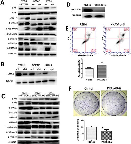 Fig. 4. CHK2 mediates anoikis of PTC via the regulation of PRAS40 activation. (A) Survival pathway activation in papillary thyroid cancer cells in attached (att) and detached (det) culture conditions. (B) Cells were cultured attached to or detached from the ECM for the indicated times and were assayed for CHK2 expression by Western blot. (C) In suspension conditions, the effect of the silencing of CHK2 on the activation of kinases in the survival pathway. (D) Cells transfected with PRAS40-specific siRNA were assayed for PRAS40 expression by Western blot.(E-F) Cells cultured in suspension conditions were transfected with PRAS40-siRNA and were assayed for survival pathway activation by flow cytometry (E) and soft agar colony formation (F). The histogram below shows the results of the quantitative analysis. (mean± SD; *p<0.05).