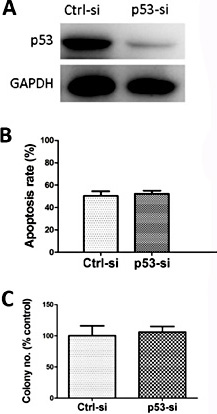 Fig. 5. The p53 is not involved in anoikis of PTC cells. (A) The effect of RNAi on p53 protein expression in BCPAP cells; (B-C) The effect of p53 silencing on anoikis of BCPAP cells was assayed by flow cytometry (B) and soft agar colony formation (C).