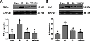 Fig. 4. Qiliqiangxin suppressed cardiac cytokines expression. A. Representative immunoblot and densitomitric data show that treatment with QL markedly attenuated TNF-α expression in MI rats at 8 weeks. B. Representative immunoblot and densitomitric data show that treatment with QL markedly attenuated IL-6 expression in MI rats at 8 weeks. * p< 0.05 vs sham. #p< 0.05 vs MI.