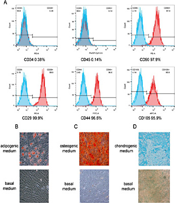 Fig. 1. Identification and characterization of hBMSCs. (A) Expression levels of hBMSC markers (CD29, CD44, CD90, CD105), a leukocyte marker (CD45), and a hematopoietic stem cell marker (CD34) in hBMSCs. (B) Adipogenic differentiation potential of hBMSCs in vitro. Oil red O staining of cells was detected after 14 days of culture with adipogenic medium or basal medium (BM). (C) Alizarin red staining of hBMSCs detected after 21 days of culture with osteogenic medium or BM. (D) Chondrogenic differentiation potential of hBMSC micromass in vitro. Alcian blue staining of cells was detected after 21 days of culture with chondrogenic medium or BM (magnification: ×100).