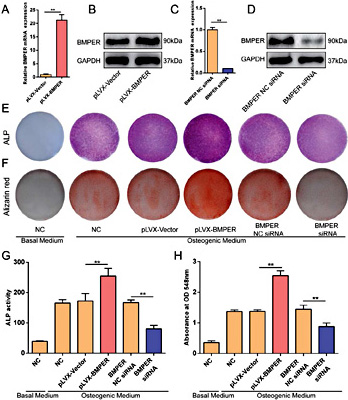 Fig. 3. BMPER positively regulates osteogenic differentiation in hBMSCs. The mRNA (A) and protein (B) expression levels of BMPER in hBMSCs infected with the pLVX-BMPER or pLVX-vectors. The mRNA (C) and protein (D) expression levels of BMPER in hBMSCs transfected with BMPER negative control (NC) siRNA or BMPER siRNA. The values were normalized to GAPDH mRNA levels and converted to the fold change of the pLVX-vector or the NC-siRNA group. hBMSCs were pretreated with lentivirus, siRNA or normal control as indicated for three days, followed by treatment with basal or osteogenic media for 7 days for ALP staining (E) and the ALP activity assay (G) or 21 days for alizarin red staining (F) and the quantitative calcium assay (H). Representative images of three repeated experiments are shown. Data are expressed as the mean ± SD. **, P< 0.01.