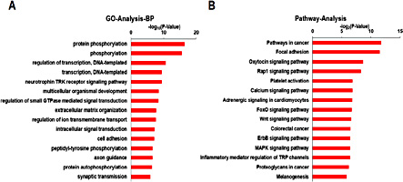 Fig. 2. The significantly enriched GO terms and KEGG pathways of the putative targets of the differentially expressed microRNAs. (A) GO annotation showed that the predicted target genes of the differentially expressed miRs were related to various biological processes (BP). The x-axis showed –log p-value and y-axis showed the terms of BP. (B) The significant KEGG pathways in RNA-seq (p<0.05). The x-axis showed –log p-value and y-axis showed the KEGG pathways.
