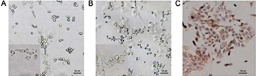 Fig. 5. Isolation, culture and identification of rat primary chondrocytes. (A) Primary chondrocyte culture after (A) 36h, (B) 72h. (C) Primary chondrocytes were stained with anti-collagen II to indicate functional chondrocytes (original magnification ×40 and zoom-in magnification ×400).
