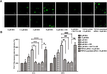 Fig. 8. Fluorescent images of rat primary chondrocytes labeled with the Ca2+ indicator dye Fluo-4AM. (A) Ca2+ fluorescence relative intensity in different chondrocyte treatment groups (all photomicrographs are shown at ×200 magnification). (B) Bar graph showing the level of relative fluorescent intensity in each group. *P<0.05; **P<0.05; ***P<0.05; ****P<0.05; *#P<0.05; #P<0.05; ##P<0.05; ###P<0.05; ####P<0.05. **##P<0.05. Each column represents mean ± SEM (n = 3). MIA, monosodium iodoacetate; RR, ruthenium red; TRPV5, transient receptor potential channel vanilloid 5; BAPTA-AM, 1, 2-bis-(o-Aminophenoxy)-ethane-N,N,N’,N’-tetraacetic acid, tetraacetoxymethyl ester.