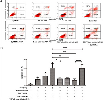 Fig. 9. Effects of TRPV5 on MIA-induced chondrocyte apoptosis. (A) Flow cytometry with Annexin V-FITC/PI staining of chondrocytes. (B) Bar graph showing the apoptosis rate of each group. *P<0.05 difference vs. untreated group; #P<0.05; ##P<0.05; ###P<0.05 #####P<0.05 difference vs. 6 µM MIA treatment. Each column represents mean ± SEM (n = 3). MIA, monosodium iodoacetate; RR, ruthenium red; TRPV5, transient receptor potential channel vanilloid 5; BAPTA-AM, 1, 2-bis-(o-Aminophenoxy)-ethane-N,N,N’,N’-tetraacetic acid, tetraacetoxymethyl ester.