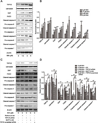 Fig. 10. Increased calcium influx induces chondrocyte apoptosis by activating the TRPV5-Ca2+–calmodulin signaling pathway. (A) TRPV5, calmodulin, DAP, FADD, cleaved caspase-8, cleaved caspase-3, cleaved caspase-6, and cleaved caspase-7 protein expression from different MIA concentration groups were detected by western blotting. (B) A bar graph showing relative levels of TRPV5, calmodulin, DAP, FADD, cleaved caspase-8, cleaved caspase-3, cleaved caspase-6, and cleaved caspase-7 protein. *P<0.05; **P<0.05; ***P<0.05; ****P<0.05; #P <0.05; ##P<0.05; ###P<0.05; ####P<0.05 vs. untreated control. (C) TRPV5, calmodulin, DAP, FADD, cleaved caspase-8, cleaved caspase-3, cleaved caspase-6, and cleaved caspase-7 protein expression from different stimulated groups were detected by western blotting. (D) A bar graph showing the levels of TRPV5, calmodulin, DAP, FADD, cleaved caspase-8, cleaved caspase-3, cleaved caspase-6 and cleaved caspase-7 proteins. *P<0.05; **P<0.05; ***P<0.05; ****P<0.05; #P <0.05; ##P<0.05; ###P<0.05; ####P<0.05 vs. 6 µM MIA treatment; *#P > 0.05 between 6 µM MIA and TRPV5 scrambled siRNA chondrocyte + 6 µM MIA; **##P<0.05 between TRPV5 siRNA chondrocyte + 6 µM MIA and TRPV5 scrambled siRNA chondrocyte + 6 µM MIA. MIA, monosodium iodoacetate; RR, ruthenium red; TRPV5, transient receptor potential channel vanilloid 5; FADD, FAS-associated death domain; DAP, death-associated protein; BAPTA-AM, 1, 2-bis-(o-Aminophenoxy)-ethane-N,N,N’,N’-tetraacetic acid, tetraacetoxymethyl ester.