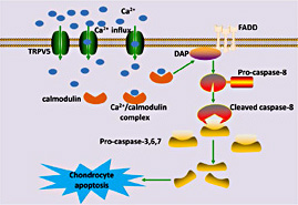 Fig. 11. Diagram of the signaling cascade involved in the effect of TRPV5-mediated Ca2+ influx on chondrocyte apoptosis. TRPV5 may exert a core initiation effect to mediate the induction of apoptosis signaling via cytosolic Ca2+ accumulation. TRPV5, transient receptor potential channel vanilloid 5; FADD, FAS-associated death domain; DAP, deathassociated protein.