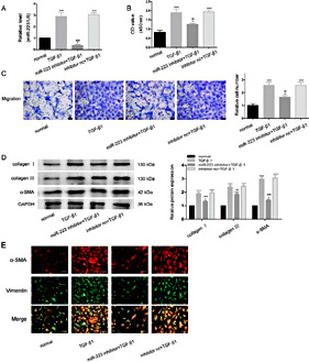 Fig. 3. miR-223 mediates the pro-fibrotic effects of TGF-β1 in vitro. We transfected CFs with miR-223 inhibitors or corresponding controls for 24 hours and then treated the transfected CFs with 10ng/ml TGF-β1 for appointed time to Fig. out whether knockdown of miR-223 could reverse the effects of TGF-β1 on CFs. (A) qRT-PCR analysis of miR-223 expression after treating the transfected CFs with TGF-β1 (10ng/ml) for 24 hours, n=3. (B) CCK8 assay showing the cell proliferation of CFs after treating the transfected CFs with TGF-β1 (10ng/ml) for 48 hours, n=3. (C) After treating the transfected CFs with TGF-β1 (10ng/ ml) for 48 hours, CFs were digested with trypsin and then 50000 CFs in each group were plated in the upper chambers of tranwell culture plate. After 24 hours, the migrated CFs were dyed and culpture under 200x microscope. Scale bar: 50µm, n=3. (D) Representative western blotting results and quantitative data pertaining to collagen I, collagen III, and α-SMA expression after treating the transfected CFs with TGF-β1 (10ng/ml) for 48 hours, n=3. (E) Immunofluorescence images showing the fluorescence intensity after treating the transfected CFs with TGF-β1 (10ng/ml) for 48 hours. a-SMA was detected by immunofluorescence using anti-a-SMA antibody, Cy3-conjugated goat anti-rabbit secondary antibody (red staining). Vimentin was detected by immunofluorescence using anti-vimentin antibody, FITC-conjugated goat anti-mouse secondary antibody (green staining), and DAPI for nuclei (blue). Undur 200x microscope. Scale bar: 100µm, n=3. *P< 0.05, ***P< 0.001 versus control. ##P< 0.01, ###P< 0.001 versus TGF-β1.