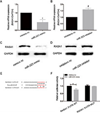 Fig. 4. RASA1 is a direct target of miR-223 in CFs. (A)(B) qRT-PCR analysis of RASA1 mRNA expression levels in CFs transfected with miR-223 mimic, miR-223 inhibitor, or the corresponding negative controls for 24 hours. *P< 0.05 versus mimic nc, #P< 0.05 versus inhibitor nc, n=3. (C)(D) Representative western blotting results showing RASA1 protein expression levels in CFs transfected with miR-223 mimic, miR-223 inhibitor, or the corresponding negative controls for 48 hours, n=3. (E) The predicted binding sites for miR-223 in the WT and MUT 3’UTRs of RASA1. (F) Dual-luciferase reporter assay showing the relative luciferase activity in CFs co-transfected with either RASA1 3’UTR WT plasmid or RASA1 3’UTR MUT plasmid and miR-223 mimic or mimic nc, n=3. **P< 0.01 versus RASA1 3’UTR WT+mimic nc.