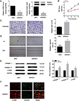 Fig. 5. RASA1 is involved in the process by which CFs are regulated by miR-223 in vitro. Knockdown of RASA1 with siRASA1 could promote CFs proliferation, migration, and myofibroblast differentiation in vitro. CFs were transfected with siRASA1 or siNC for appointed times and then subjected to the following assays. (A) qRT-PCR analysis of RASA1 mRNA expression levels in CFs after transfection for 24 hours, n=3. (B) CCK8 assay showing CFs proliferation at the different times (24, 48, 72, 96 hours) after transfection, n=3. (C) Transwell assay showing CFs migration ability. After transfection for 48 hours, CFs were digested with trypsin and then 50000 CFs in siRASA1 or siNC group were plated in the upper chambers of tranwell culture plate. After 24 hours, the migrated CFs were dyed and culpture under 100x microscope. Scale bar: 100µm, n=3. (D) scratch assays showing CFs migration ability after transfection for 48 hours, 100x, scale bar: 100µm, n=3. (E) Representative western blotting results and quantitative data pertaining to collagen I, collagen III, and α-SMA expression after transfection for 48 hours, n=3. (F) Immunofluorescence images showing the fluorescence intensity after transfection for 48 hours. a-SMA was detected by immunofluorescence using anti-a-SMA antibody, Cy3-conjugated goat anti-rabbit secondary antibody (red staining). Vimentin was detected by immunofluorescence using anti-vimentin antibody, FITC-conjugated goat anti-mouse secondary antibody (green staining), and DAPI for nuclei (blue). Undur 200x microscope. Scale bar: 100µm, n=3. *P< 0.05, **P< 0.01, ***P< 0.001 versus si NC.