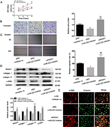 Fig. 6. RASA1 is involved in the process by which CFs are regulated by miR-223 in vitro. Knockdown of RASA1 with siRASA1 in CFs before miR-223 inhibitors transfection could reverse the inhibitory effects of miR-223 inhibitors on CFs proliferation, migration, and myofibroblast differentiation in vitro. (A) CFs were transfected with siRASA1 or siNC for 24 hours and then subjected to miR-223 inhibitors or inhibitors nc transfection for different times (24, 48, 72, 96 hours) for CCK8 assays to determine the proliferation of CFs, n=3. (B) CFs were transfected with siRASA1 or siNC for 24 hours, and then transfected with miR-223 inhibitors or inhibitors nc for 48 hours. Then the transfected CFs were digested with trypsin, and 50000 CFs in each group were plated in the upper chambers of tranwell culture plate. After 24 hours, the migrated CFs were dyed and culpture under 100x microscope. Scale bar: 100µm, n=3. (C) CFs were transfected with siRASA1 or siNC for 24 hours and then transfected with miR-223 inhibitors or inhibitors nc transfection for 48 hours for scratch assays to determine the migration of CFs, 100x, scale bar: 100µm, n=3. (D)(E) Representative western blotting results and quantitative data pertaining to RASA1, collagen I, collagen III, α-SMA, and immunofluorescence images showing the fluorescence intensity in CFs transfected with siRASA1 or siNC for 24 hours and then transfected with miR-223 inhibitors or inhibitors nc transfection for 48 hours, n=3. a-SMA was detected by immunofluorescence using anti-a-SMA antibody, Cy3-conjugated goat anti-rabbit secondary antibody (red staining). Vimentin was detected by immunofluorescence using anti-vimentin antibody, FITC-conjugated goat anti-mouse secondary antibody (green staining), and DAPI for nuclei (blue). Under 200x microscope. Scale bar: 100µm, n=3. *P< 0.05,**P< 0.01, ***P< 0.001 versus siNC+inhibitor nc, #P< 0.05, ##P< 0.01, ###P< 0.001 versus siNC+miR-223 inhibitor.