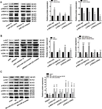 Fig. 8. MiR-223 regulates various signaling pathways both in vitro and in vivo. The phosphorylation levels of MEK1/2, ERK1/2 and AKT were shown by representative western blots and quantitative analysis under various treatments in vitro and in vivo. (A) The cultured CFs were transfected with miR-223 mimic or inhibitor or their corresponding negative controls for 48 hours in vitro. N=3, *P< 0.05, **P< 0.01, ***P< 0.001 versus mimic nc, #P< 0.05, ##P< 0.01 versus inhibitor nc. (B) The cultured CFs were transfected with siRASA1 or siNC for 48 hours or transfected with siRASA1 or siNC for 24 hours and then transfected with miR-223 inhibitor or inhibitor nc for 48 hours in vitro. $P< 0.05, $$P< 0.01, $$$P< 0.001 versus siNC. &P< 0.05, &&P< 0.01, &&&P< 0.001 versus siNC+inhibitor nc, %%P< 0.01, %%%P< 0.001 versus siNC+miR-223 inhibitor. N=3. (C) The in vivo models were constructed and protein expression of RASA1 and phosphorylation levels of MEK1/2, ERK1/2 and AKT were detected. N=6. **P< 0.01, ***P< 0.001 versus sham, #P< 0.05, ##P< 0.01, ###P< 0.001 versus MI.