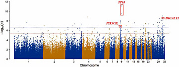 Fig. 3. Manhattan plot of genome wide association study involving QYP white/red earlobe color. Manhattan plot of each SNP from each chromosome is calculated by –log10 (Observed P-values) (y-axis), corresponding to their respective position on each chromosome (xaxis). The blue line and red dashed line separately indicate the significant (i.e., 6.66; 2.17E-07) and suggestive P-value (i.e., 5.36; 4.34E-06) threshold. Z chromosome is indicated by Chromosome 29.