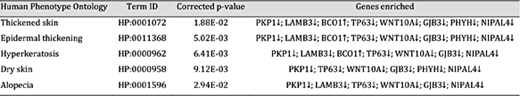 HPO terms clustered by DEGs from RNA-seq. ↓ and ↑ separately denote the down-and up-regulated in white earlobes compared with in red earlobes