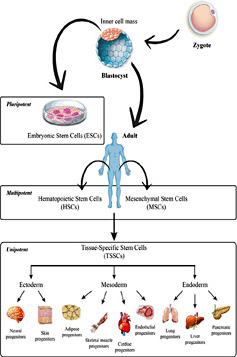 Fig. 1. Stem cell lineages. Stem cells are classified into three main types: pluripotent stem cells, which are embryonic stem cells (ESCs) collected from the blastocyst inner cell mass; multipotent stem cells, which include hematopoietic stem cells (HSCs) and mesenchymal stem cells (MSCs); and unipotent stem cells, which are tissue-specific stem cells (TSSCs) isolated from various tissues and use many times equally to adult stem cells (ASCs).