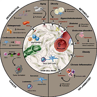 Fig. 2. Stem cell niche behavior in disease. Fig. displays the alterations to the niche triggered by different diseases, which may alter the main stem cell properties and hinder their use in cell therapies. Black arrows show molecules affecting the stem cell niche. DDR: DNA Damage Response, ROS: Reactive Oxygen Species, SASP: Senescence Associated Secretory Phenotype, GC: Glucocorticoids, SCs: Stem Cells, CSCs: Cancer Stem Cells, CPCs: Cardiac Progenitor Cells, HSC: Hematopoietic Stem Cells, MSCs: Mesenchymal Stem Cells.